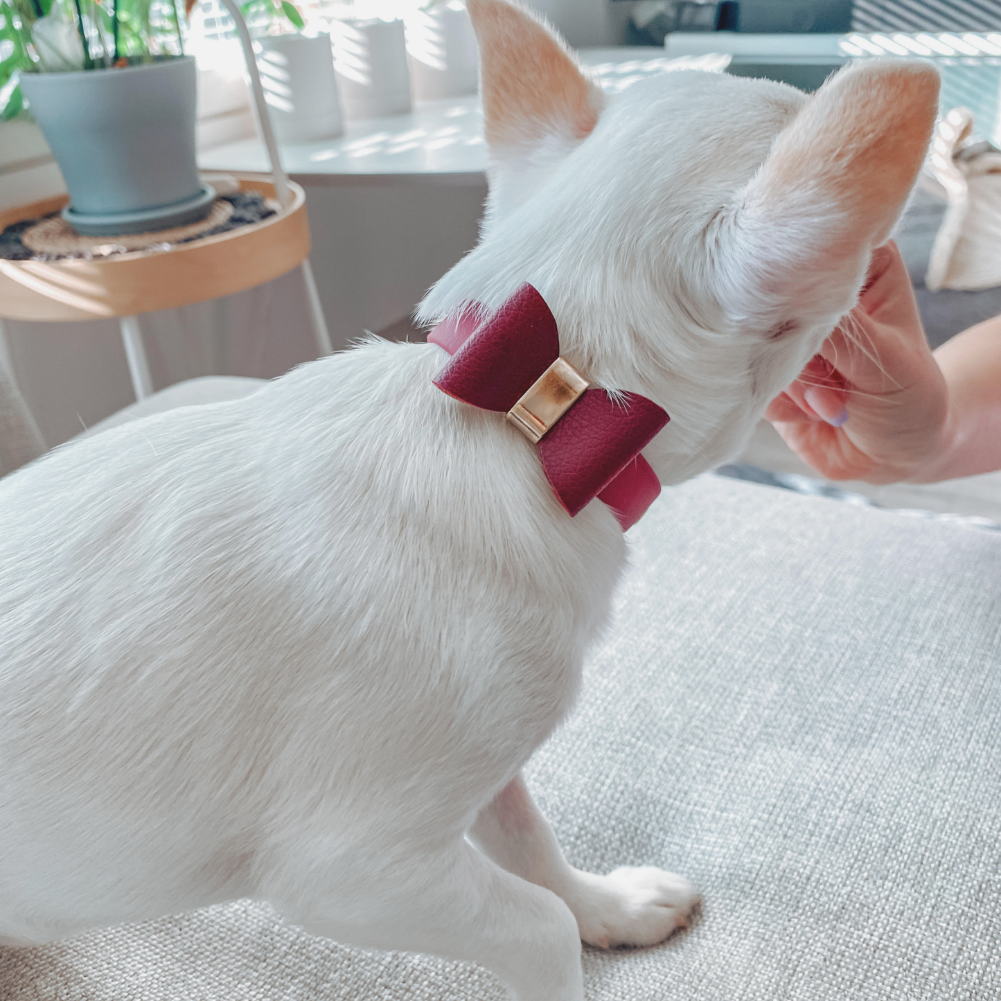 Furever Merlot